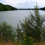 Auf dem Bild die Koberbachtalsperre, vorn ein Baum, dahinter Wasser
