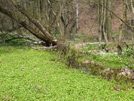 Paradiesgrund