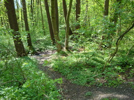Erlenbruch am Kreuzborn Frankenhausen