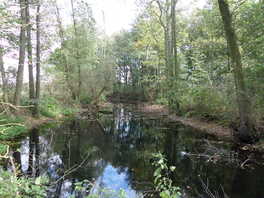 Wernsdorfer Lache
