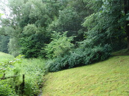 Kreiselbach