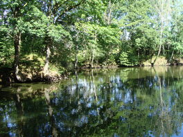 Nebelsteinbruch