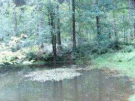 Polsterteiche