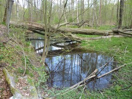Erlen-Auwald Stein