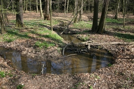 Auenbruchwald Mühlbachtal Hoher Hain