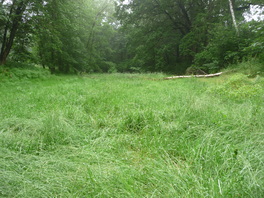 Feuchtbiotop Hartensteiner Straße