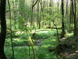 Erlenbruch im Burgwald in Mülsen St. Niclas