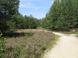 Flächennaturdenkmal "ehem. Grube 2" im Paradiesgrund