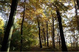im Weißenborner Wald
