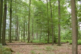 Bildhölzer im Werdauer Wald