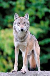 Wolf