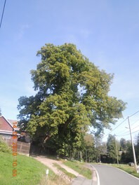 Kastanie am Bauerngehöft an der Dorfstraße in Wolfersgrün