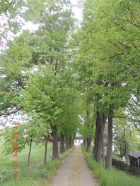 Lindenallee an der Kirchberger Straße in Wiesen