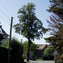 Friedens-Linde in Rudelswalde