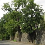 Stieleichen Cainsdorfer Straße in Oberplanitz